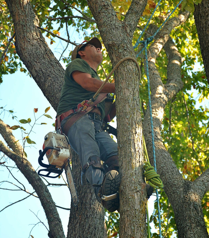 Arborist climbing a tree with safety gear, working among branches and leaves