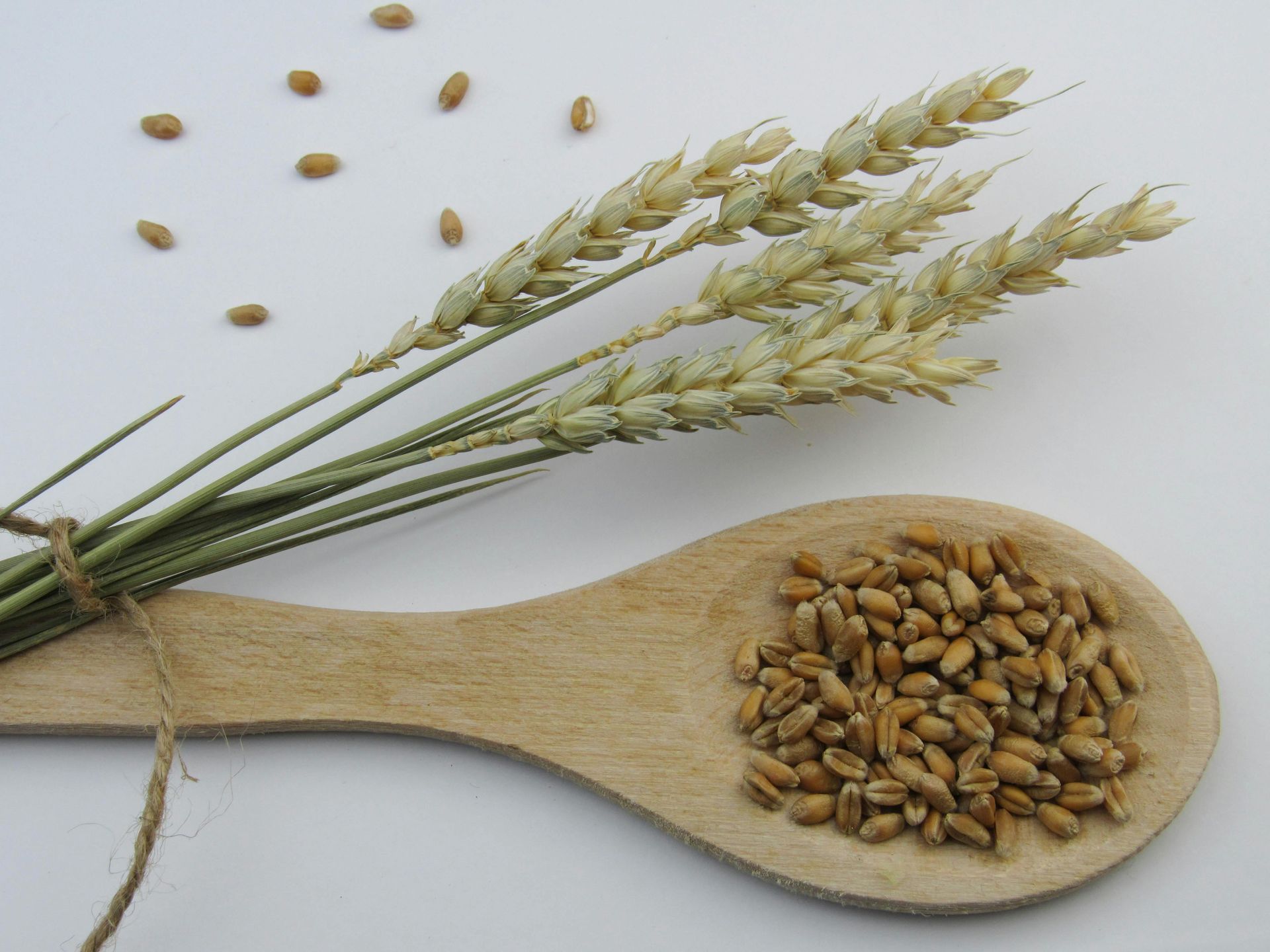 Wheat stalks and grains on a wooden spoon against a white background.