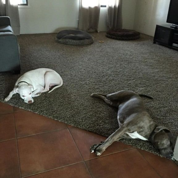 A couple of dogs lying on the floor — Tempe, AZ — McFarland and Son