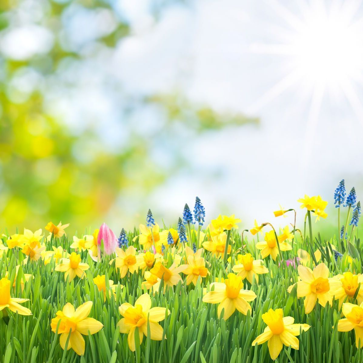 Beautiful Spring flowers.