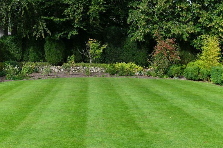 A lush lawn with trees and shrubs in the background.