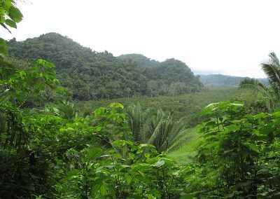 A view of a lush green forest with mountains in the background.