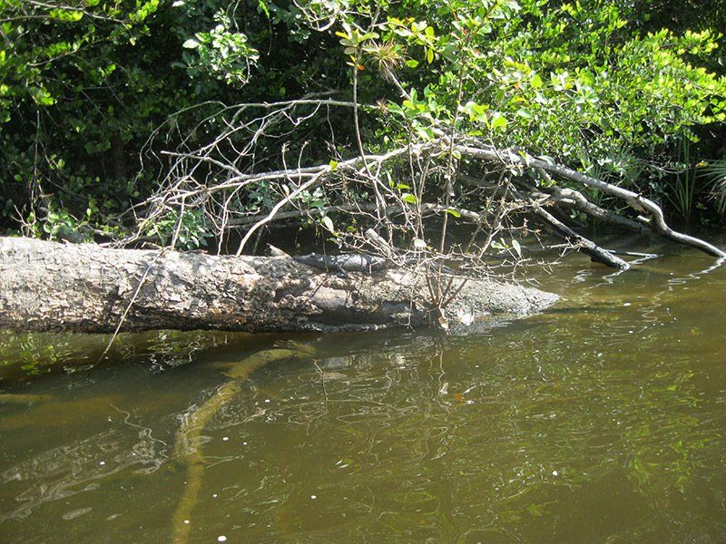 A large log is in the middle of a river