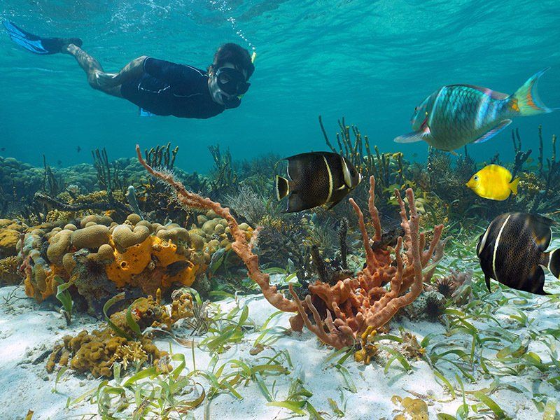 A man is swimming in the ocean near a coral reef surrounded by fish.