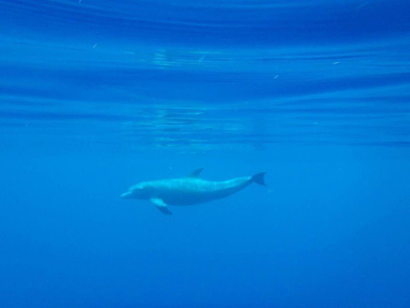 A dolphin is swimming in the ocean.