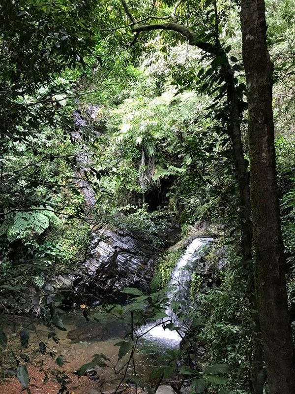 A small waterfall in the middle of a forest surrounded by trees.