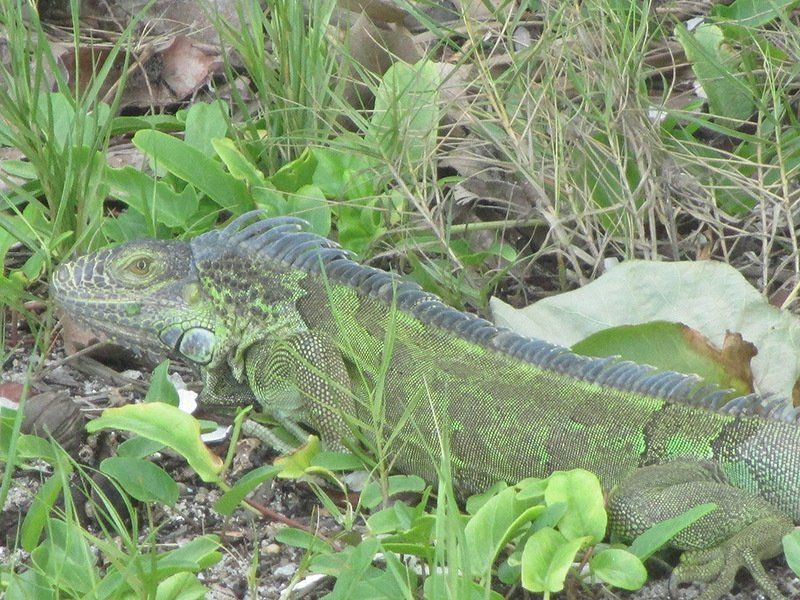 A lizard is sitting in the grass looking at the camera