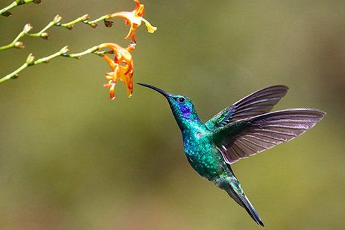 A hummingbird is flying towards a flower.