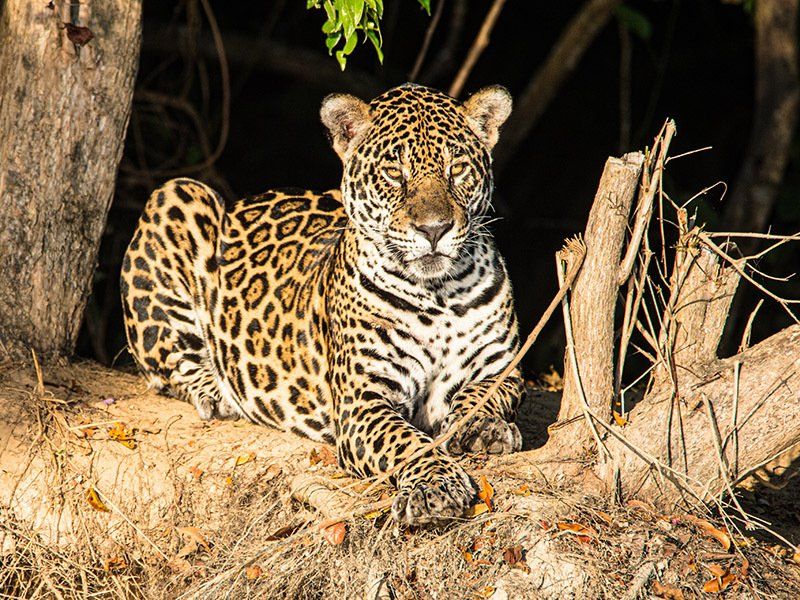 A jaguar is laying on the ground next to a tree.
