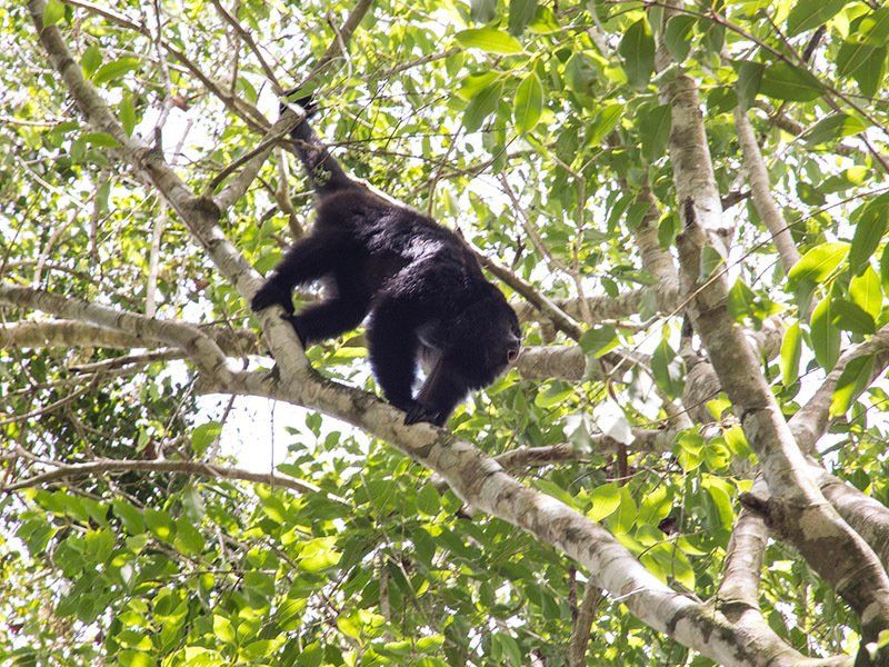 A black bear is hanging from a tree branch.