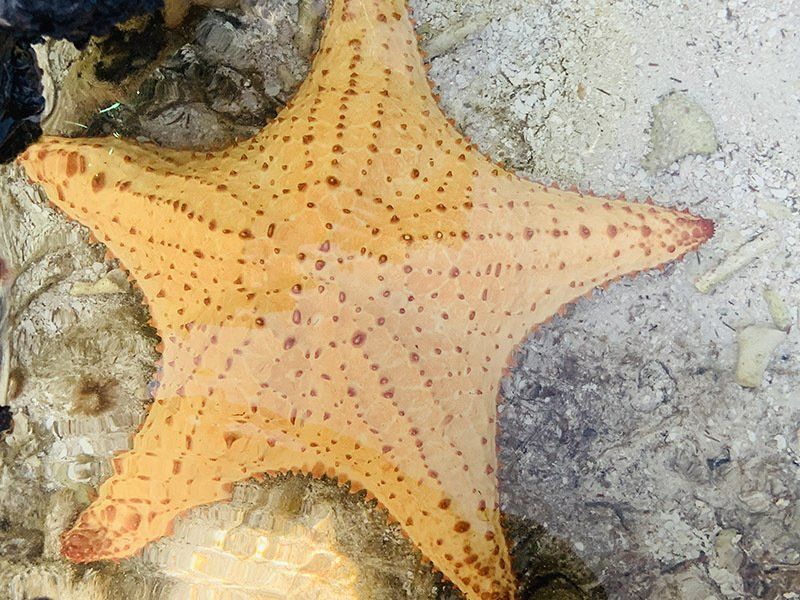 A close up of a starfish on a rock