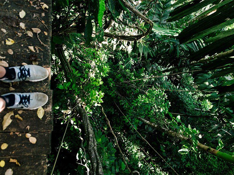 A person is standing on a wooden bridge in the jungle.