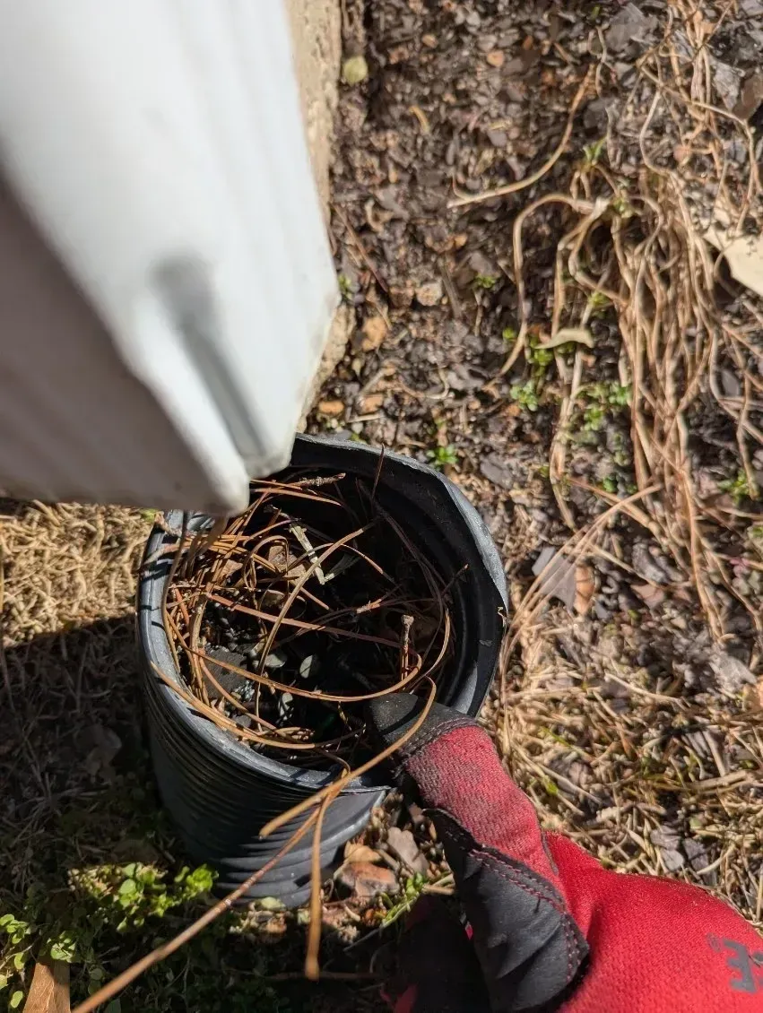 A gloved hand points into a black corrugated drainage pipe partially blocked by dry twigs and garden debris.