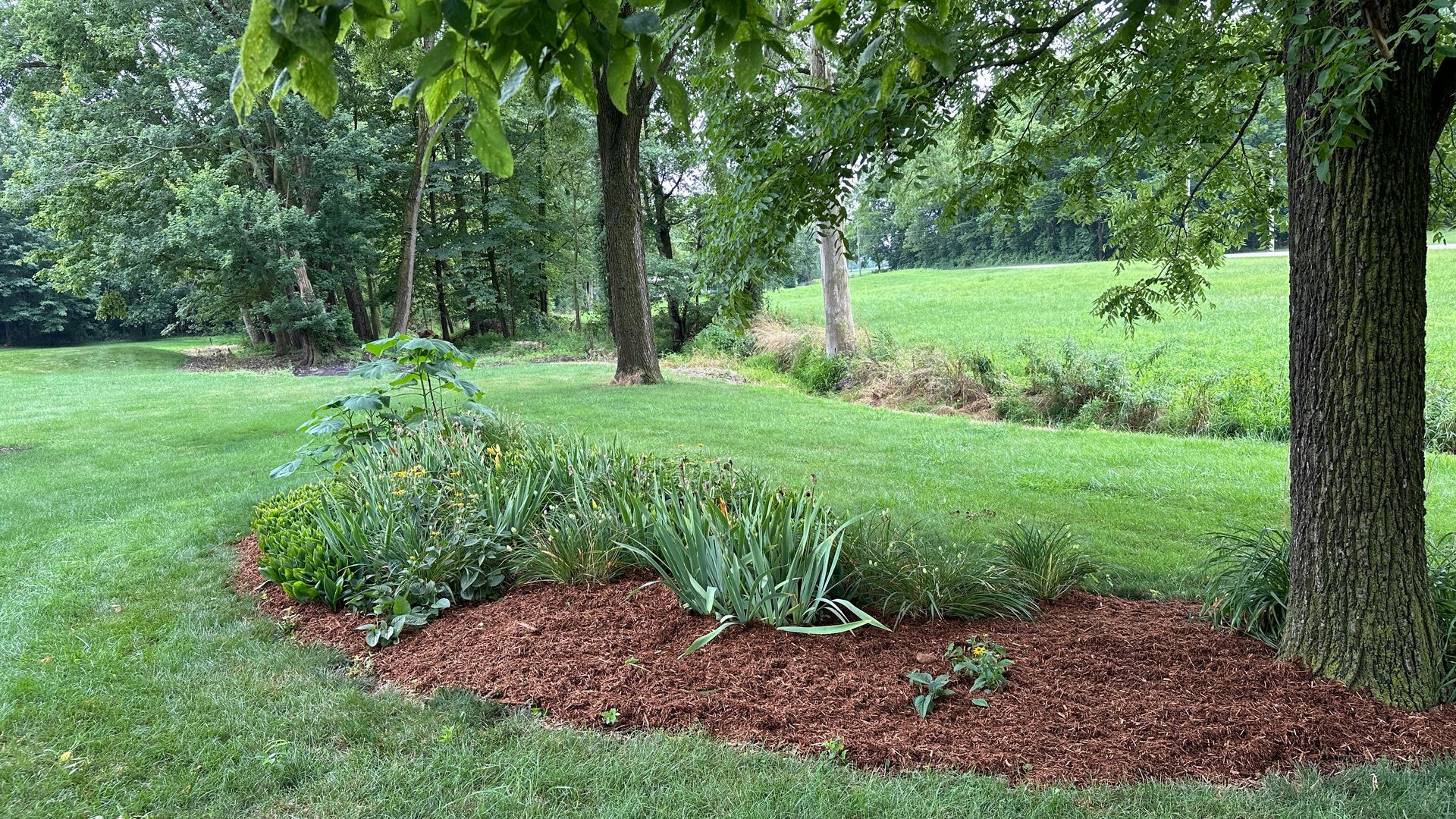 Mulched flower bed with green plants in a grassy park beneath trees