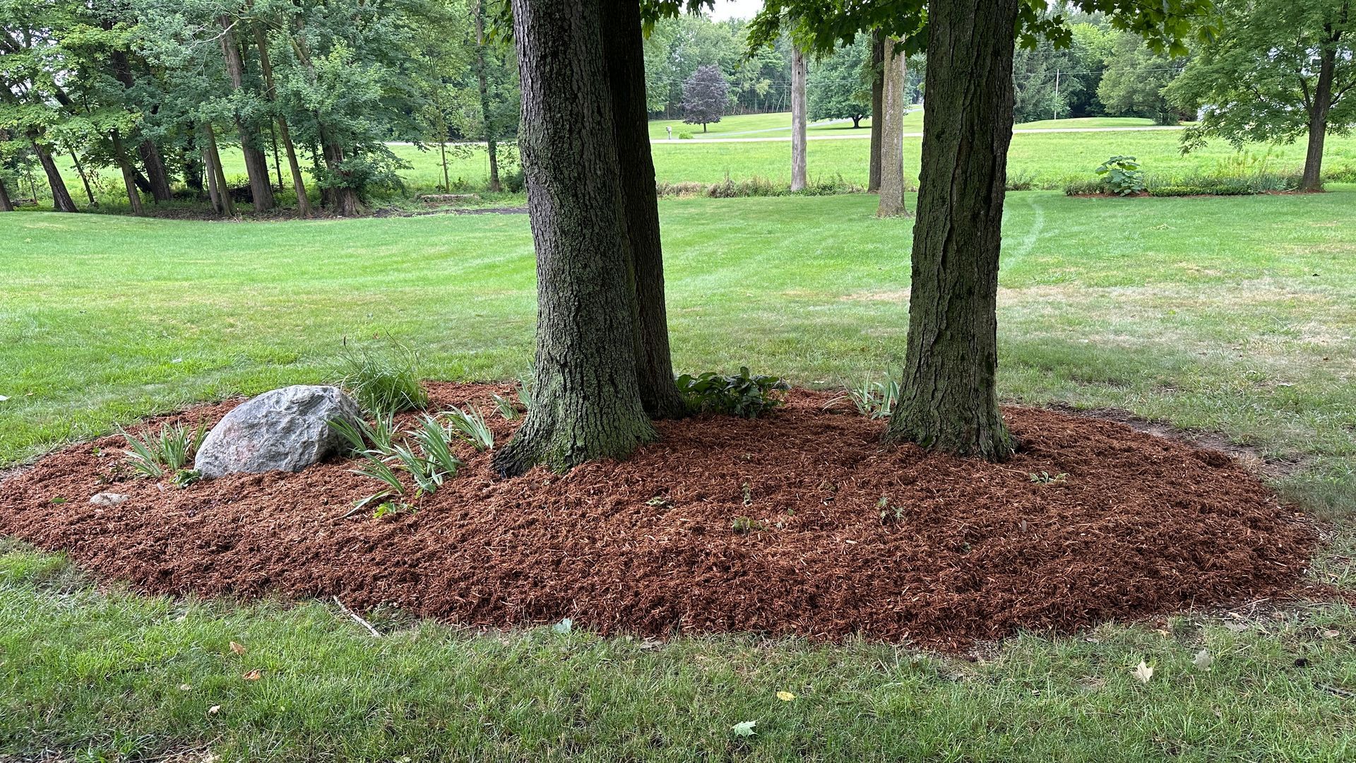 Two trees in a grassy yard, surrounded by a mulched bed with a rock nearby.