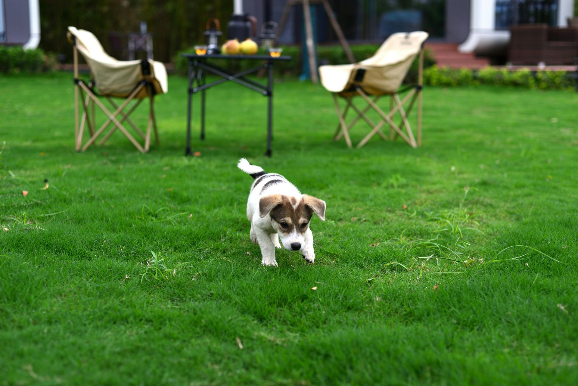 Small brown-and-white dog running across a green lawn with patio chairs in the background