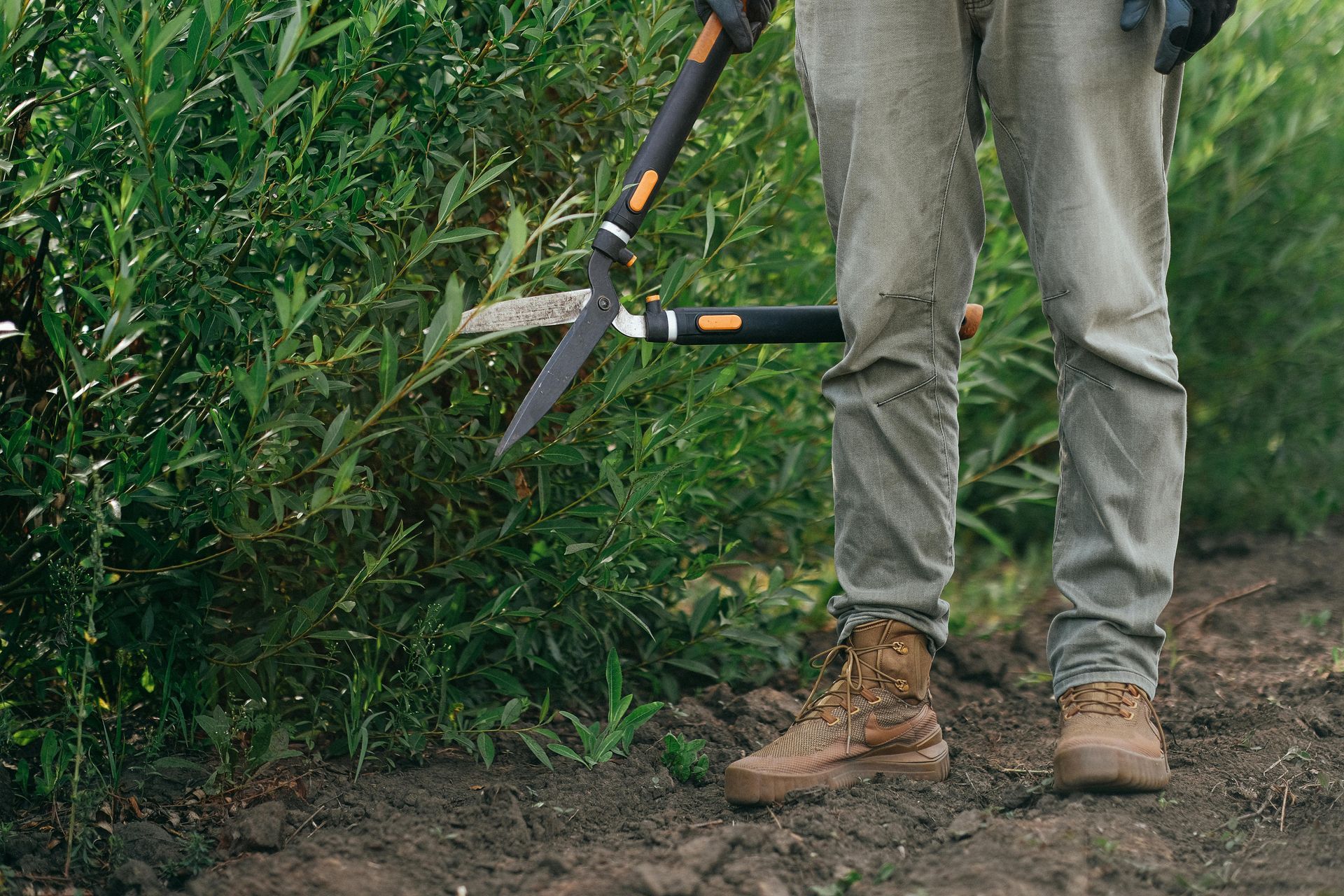 Person trimming a green shrub with hedge shears while standing on dirt in work boots.