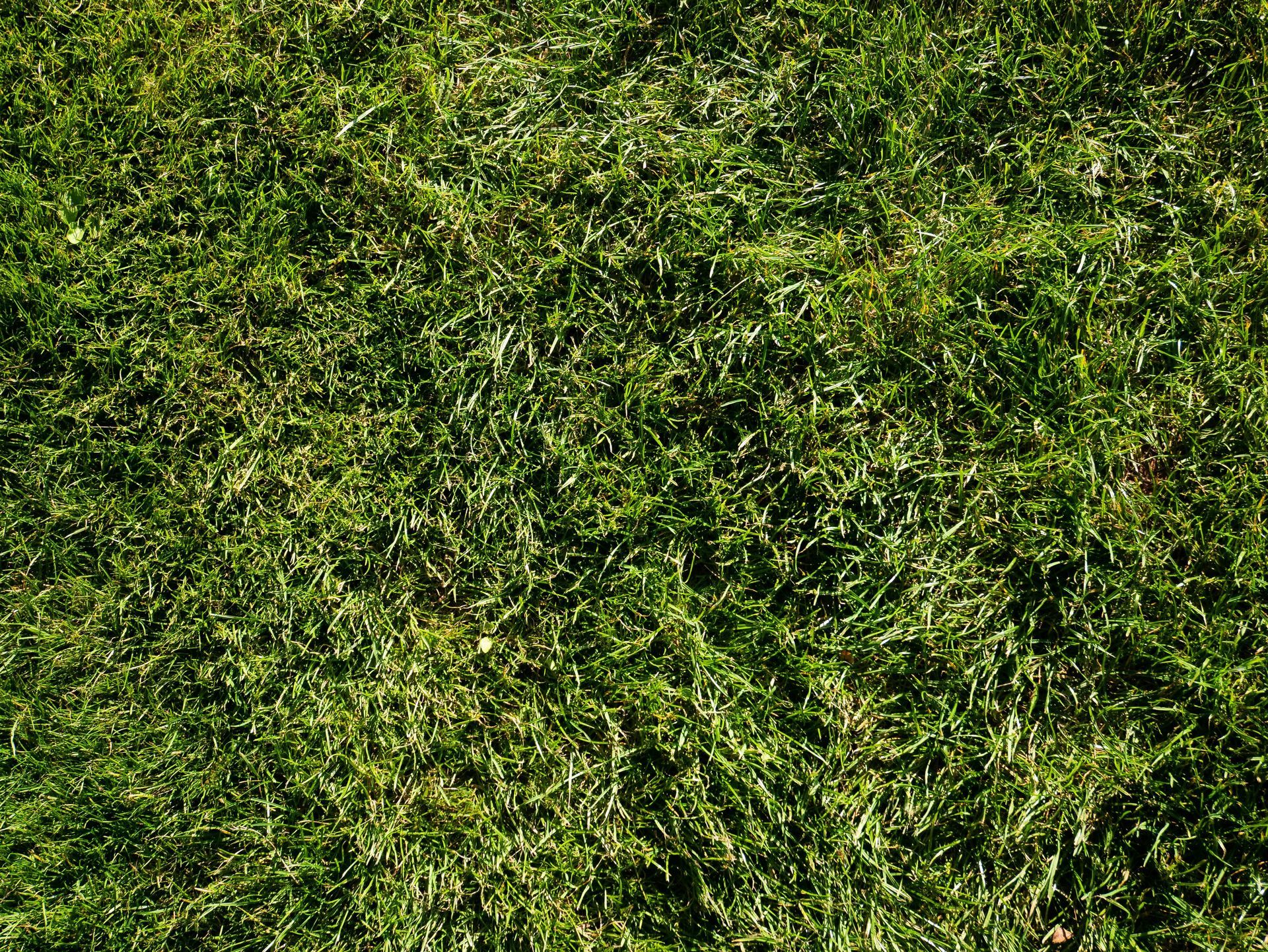 Close-up of dense green grass with a few brown patches and dappled sunlight.