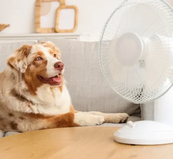 Brown-and-white dog relaxing on a couch beside a white fan in a bright room