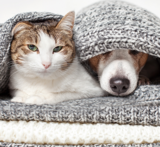 Cat and dog snuggled together under a gray knit blanket