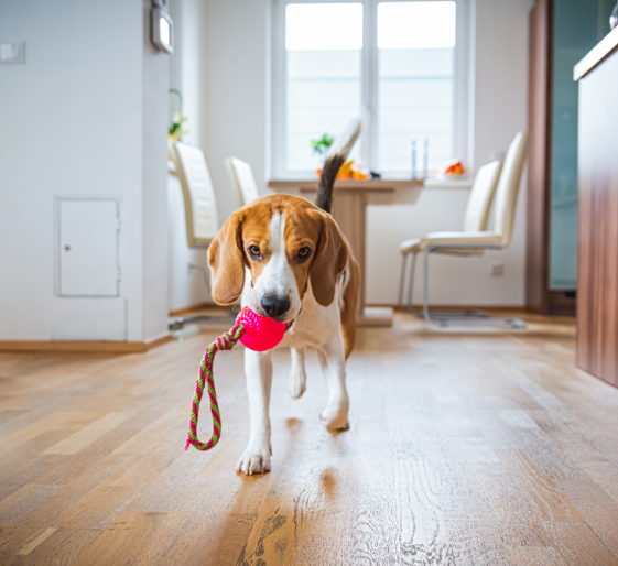 Beagle carrying a pink toy ball in a bright kitchen with a rope leash on the floor