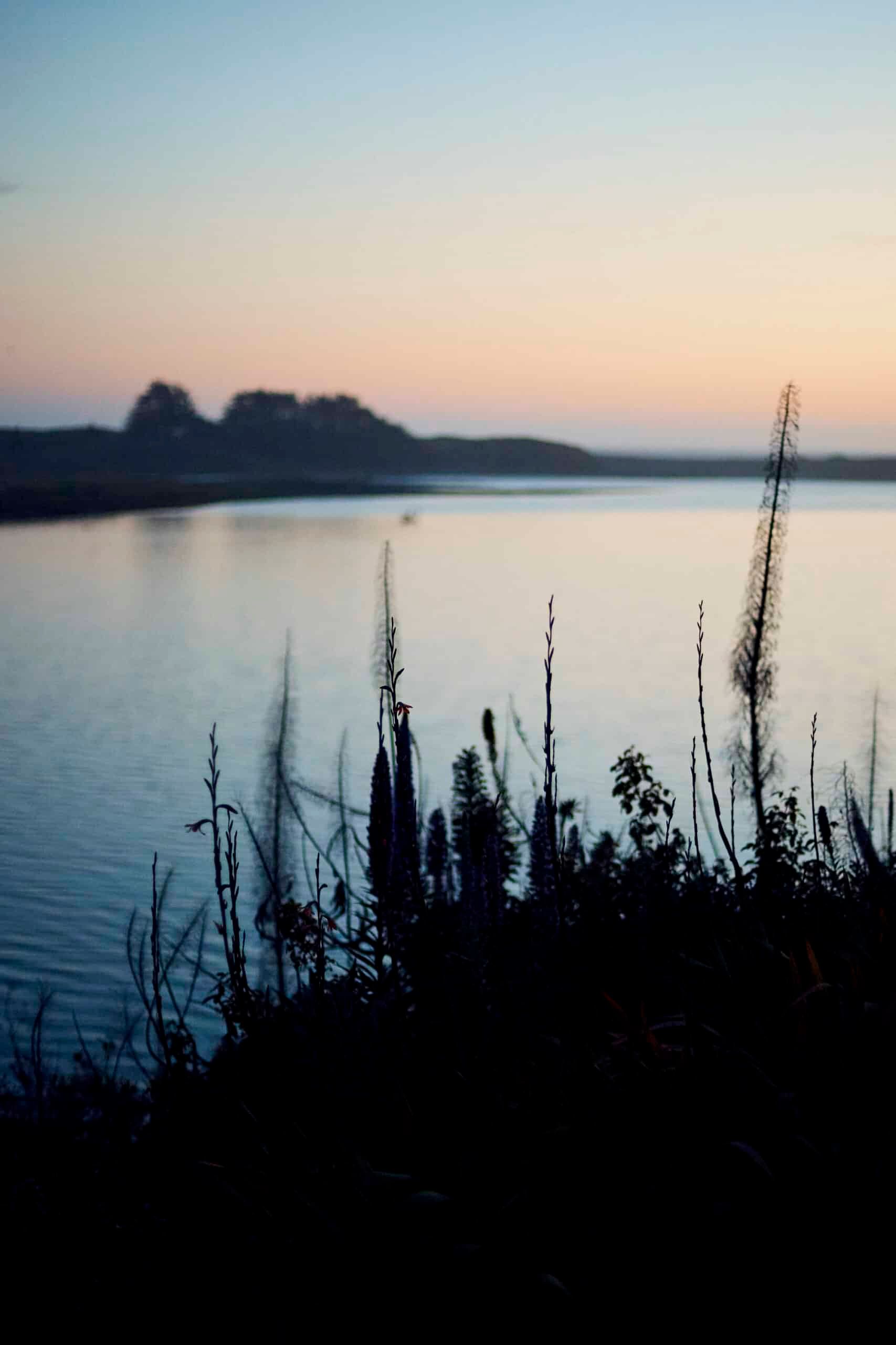 Silhouetted reeds and plants frame a calm lake at dawn or dusk; hazy sky in the background.