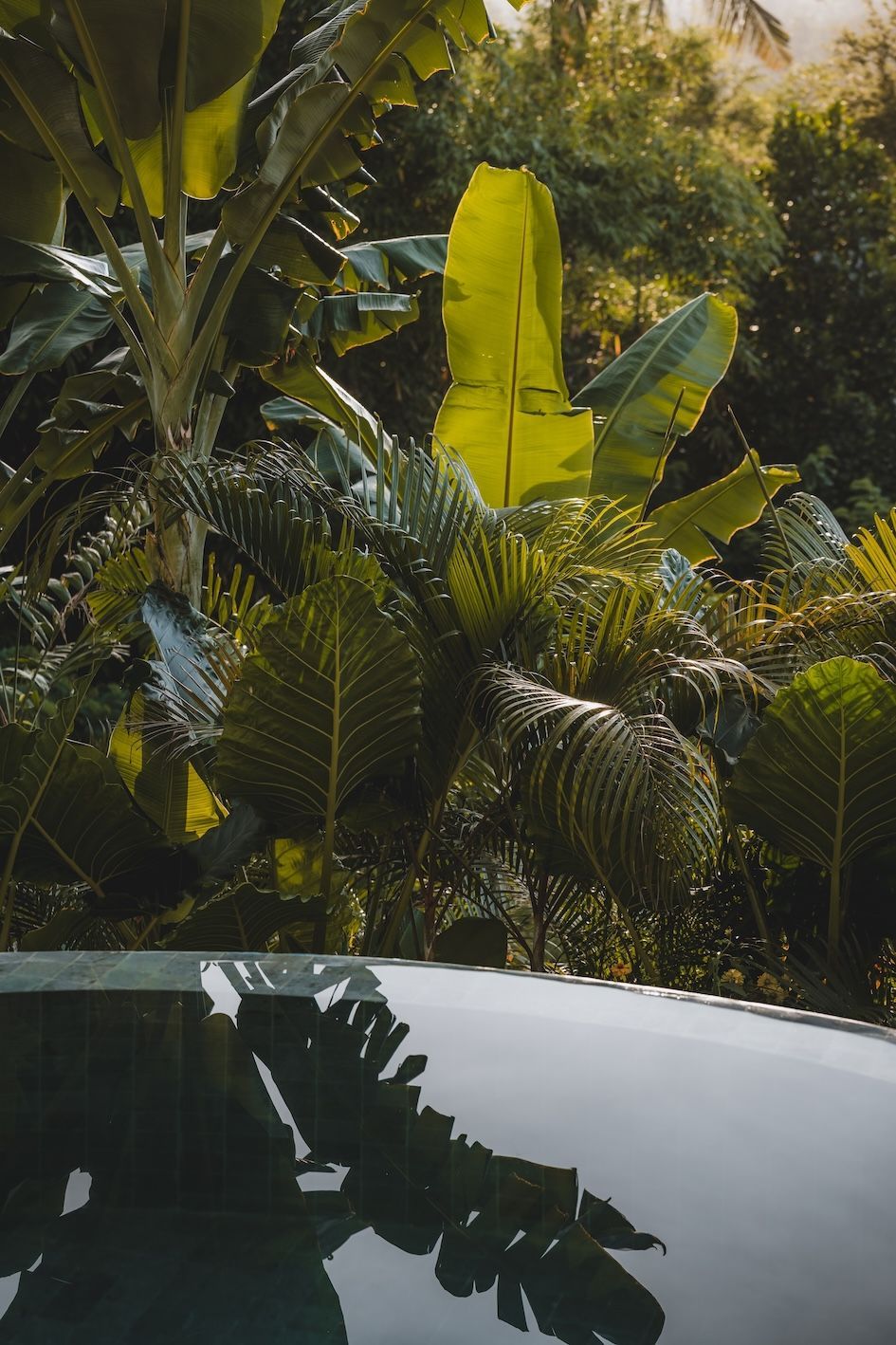 Tropical banana plants and dense greenery reflected in a car roof