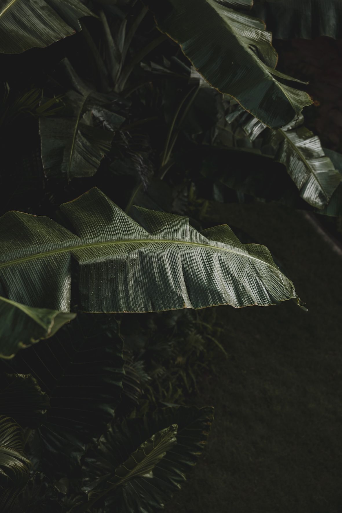 Dark green tropical leaves in close-up, lit by soft natural light.