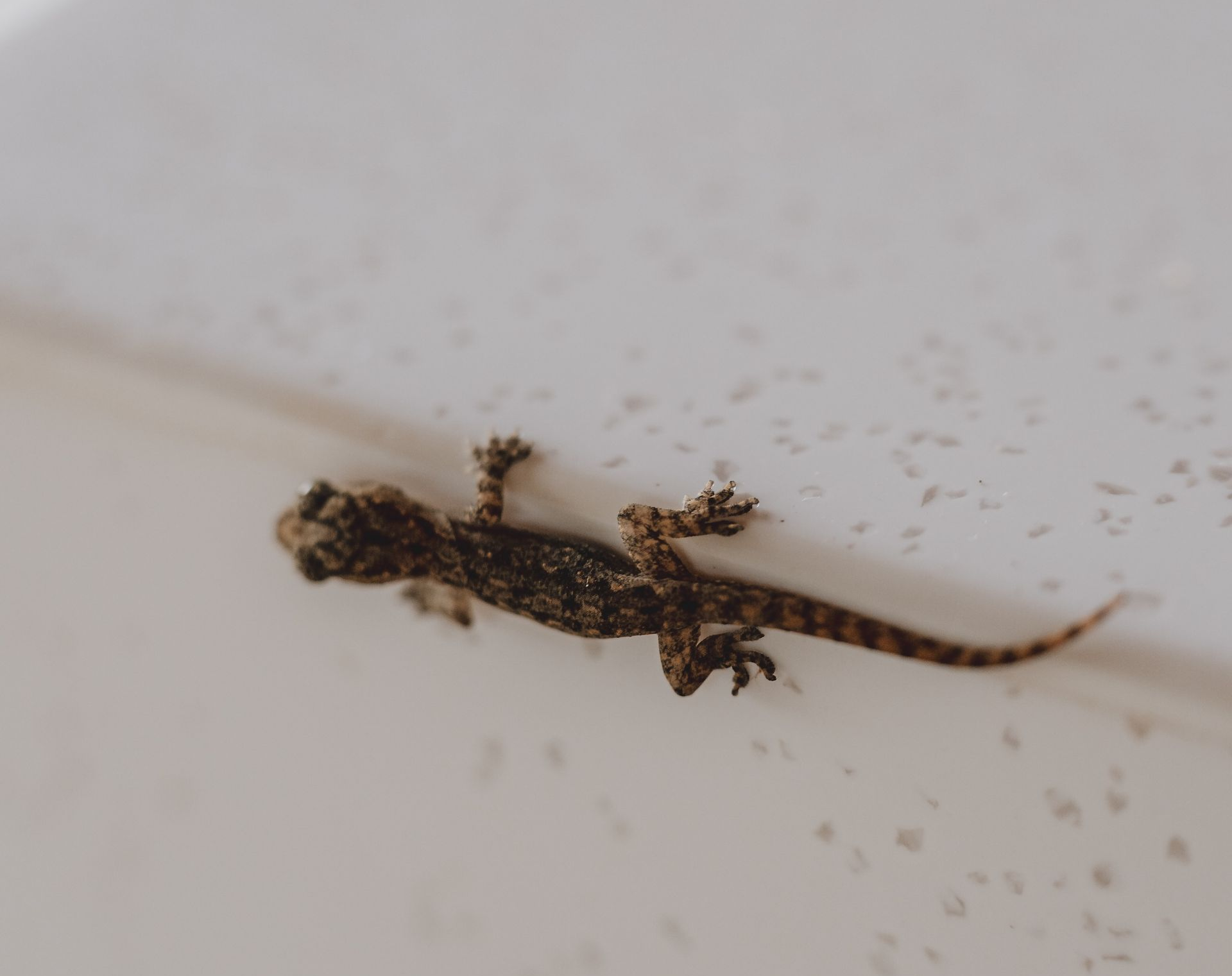 Small brown lizard on a white surface, seen from above with its tail extended
