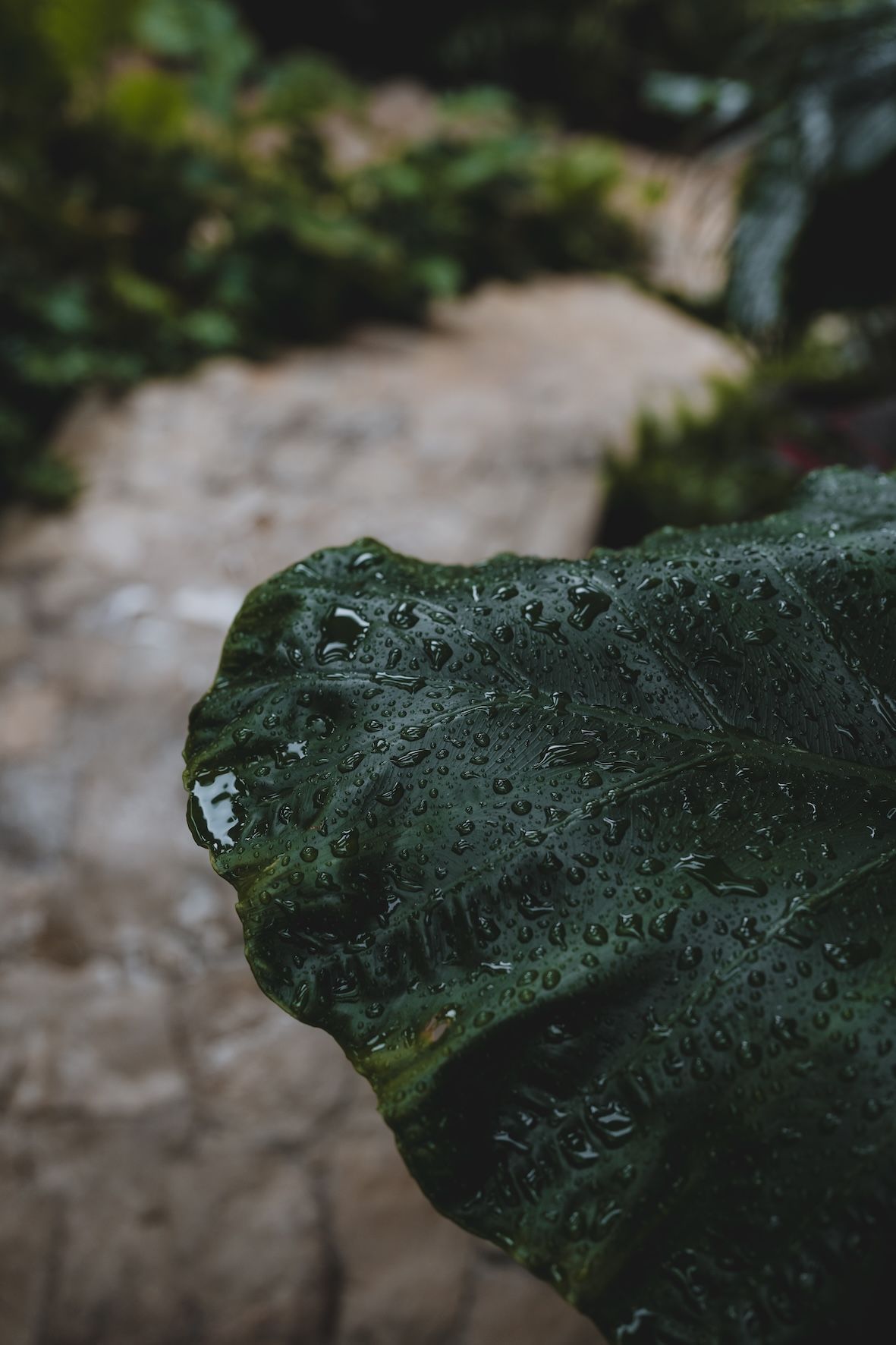 Close-up of a dark green leaf with water droplets, against a blurred garden path background