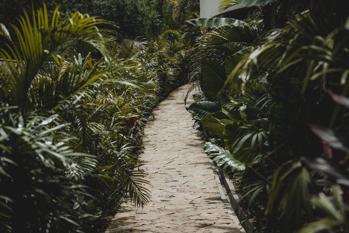 Narrow stone path through dense green tropical plants in a garden