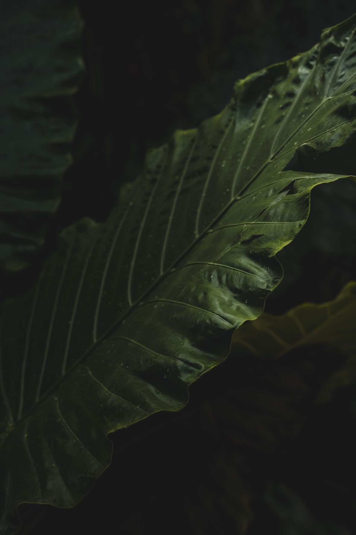 Close-up of a dark green leaf with light veins against a dark background