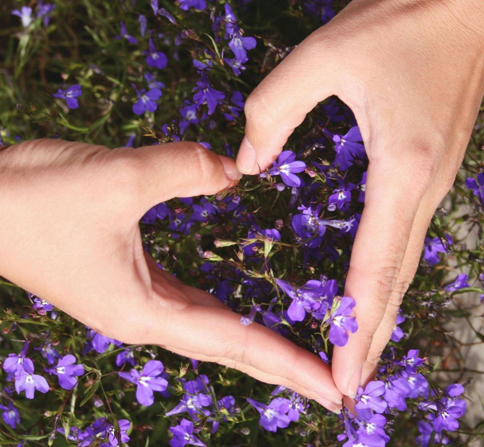 hands in heart shape with lavender flowers in background