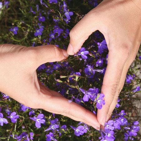 Hands in the shape of a heart on a background of lavender flowers