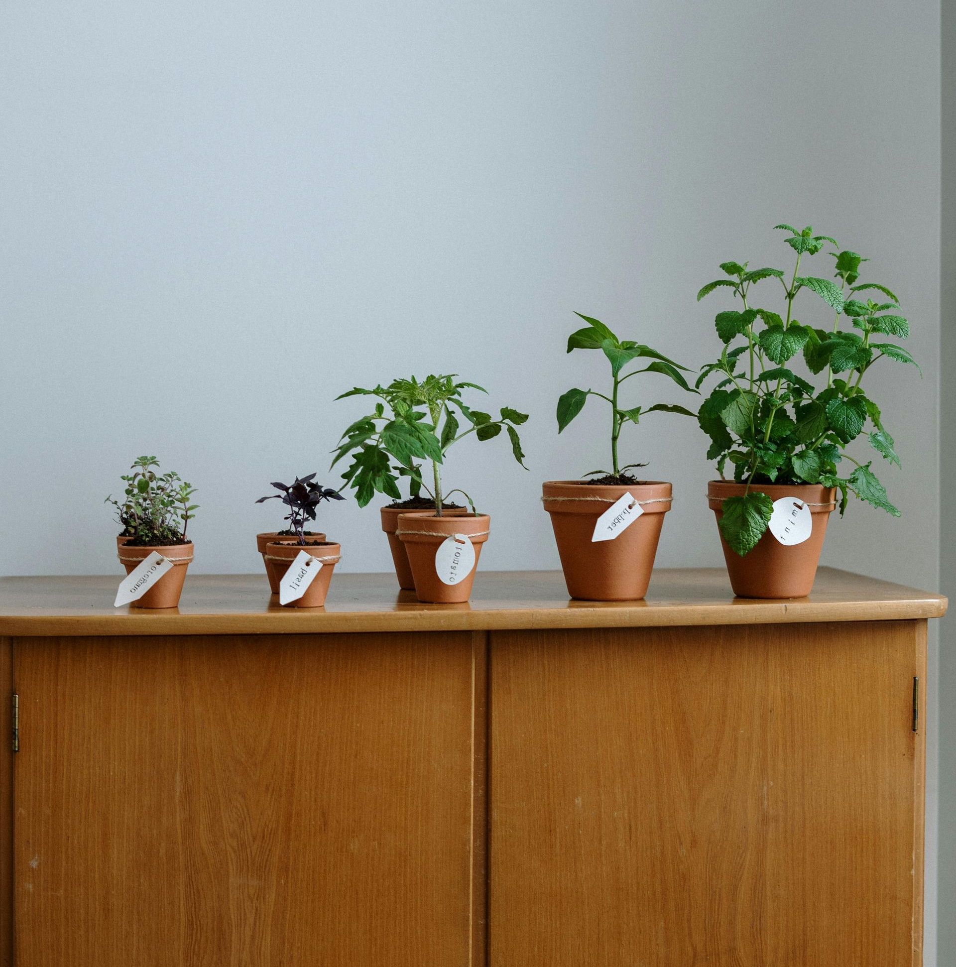 Cinque piccole piante in vaso di diverse dimensioni, con etichette scritte a mano, sono allineate su un mobiletto di legno appoggiato a una parete bianca.