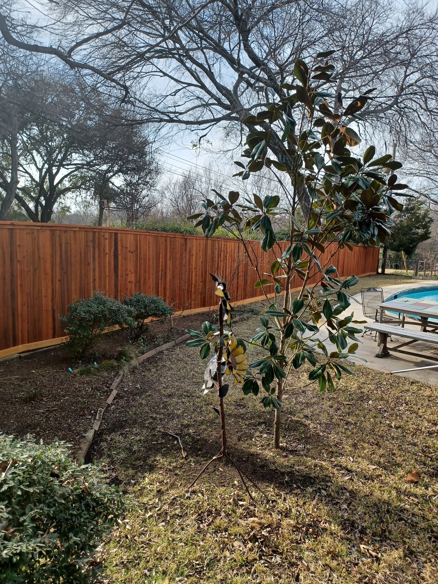 A wooden fence surrounds a backyard with a pool and trees.