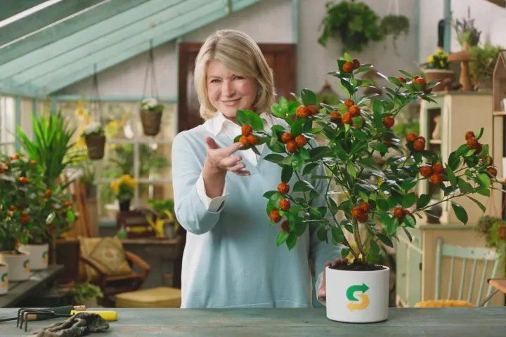Martha Stewart points to a small tree with orange berries, Subway logo on pot in a greenhouse.