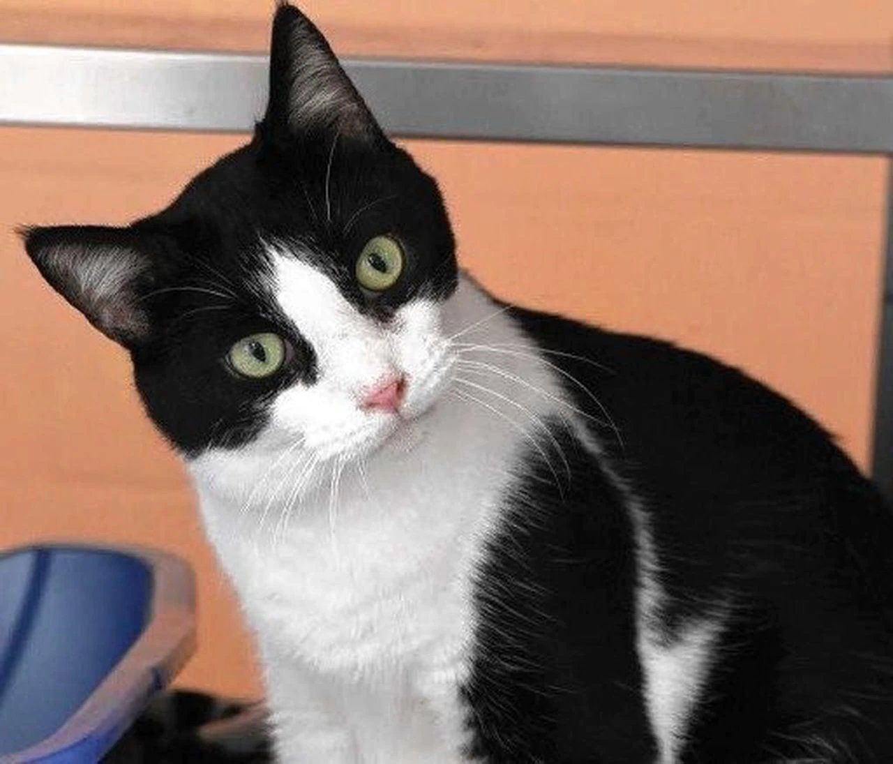 Black and white cat with green eyes, tilted head, indoors.