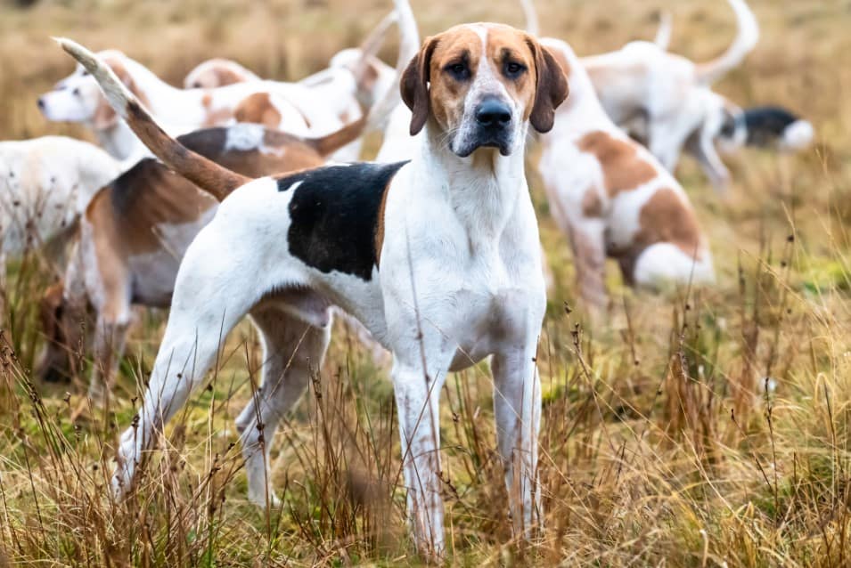 Hound dog with white, brown, and black markings, standing in field with other hounds, alert expression.