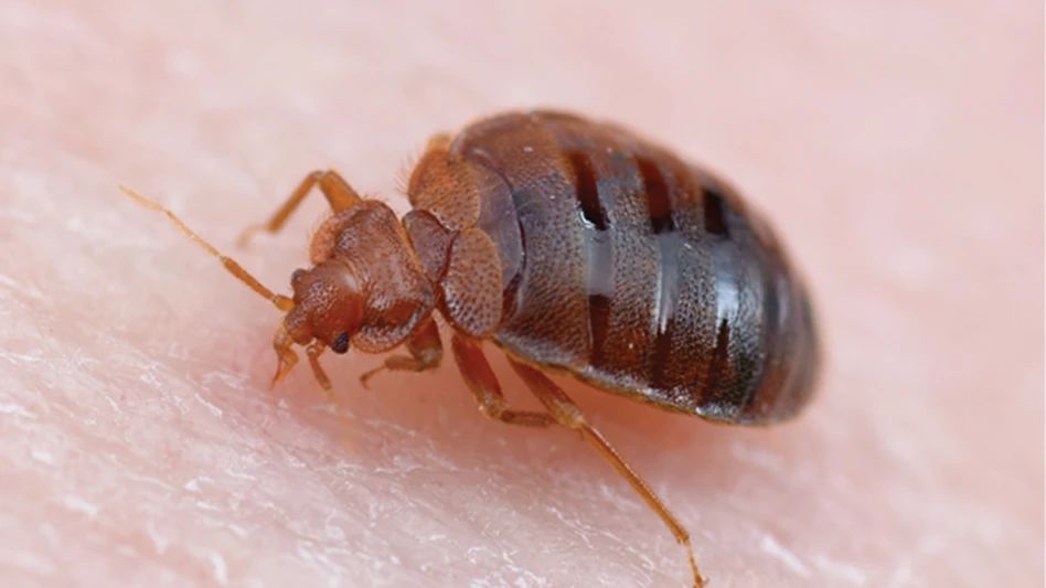 A bed bug is crawling on a person 's skin.