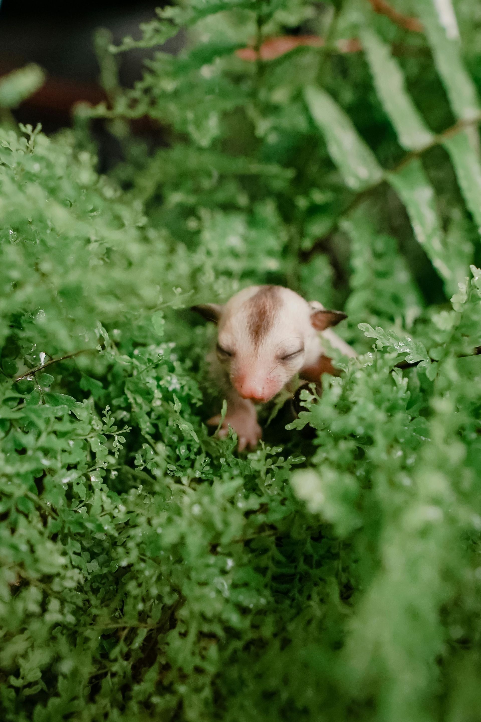 A baby opossum is crawling through a fern bush.