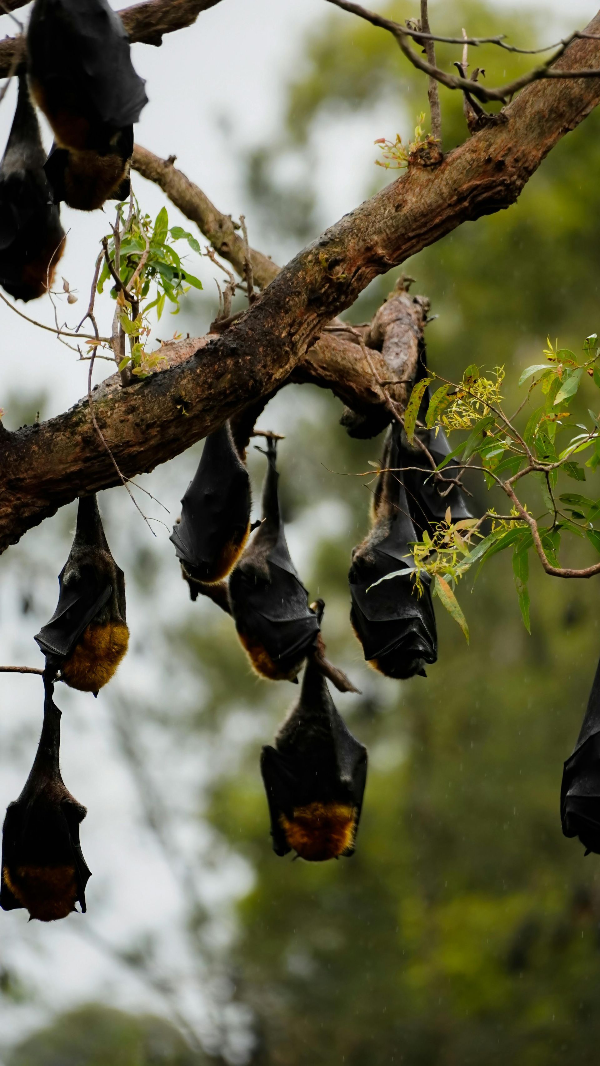 A bunch of bats hanging from a tree branch.