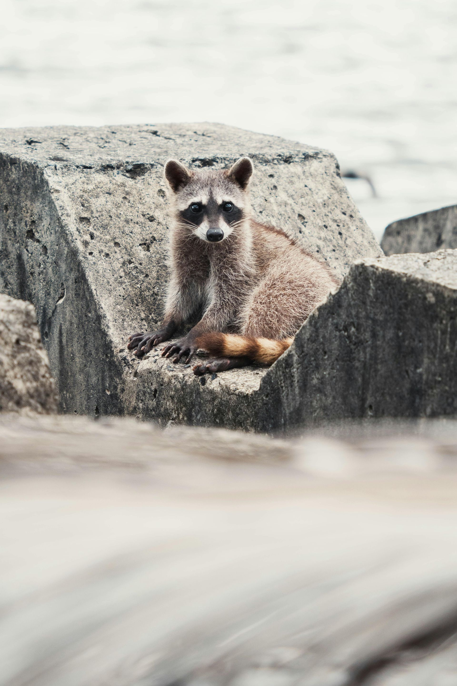 A raccoon is sitting on a rock near the water.