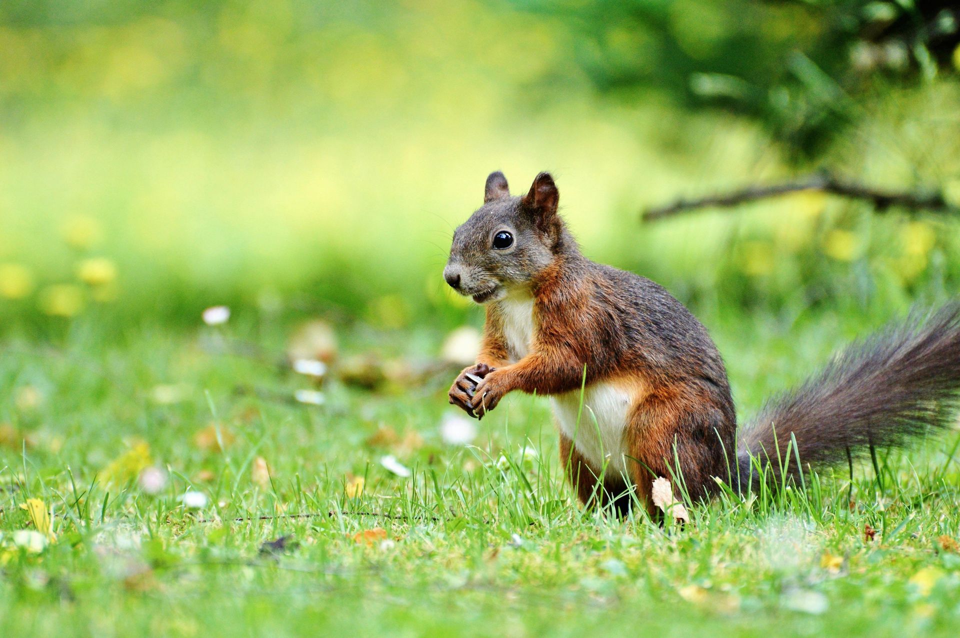 A squirrel is standing on its hind legs in the grass.