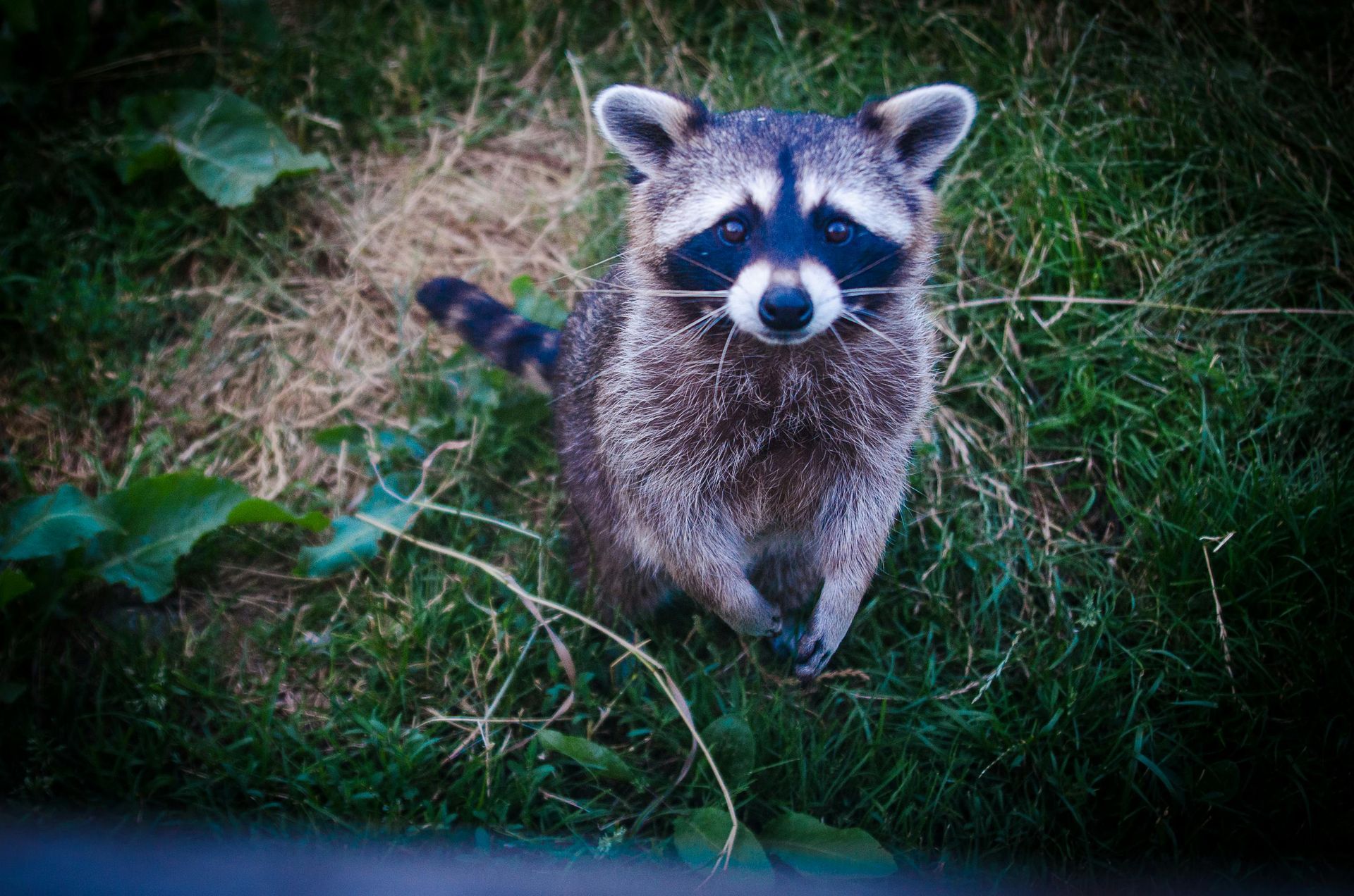 A raccoon is standing in the grass looking up at the camera.
