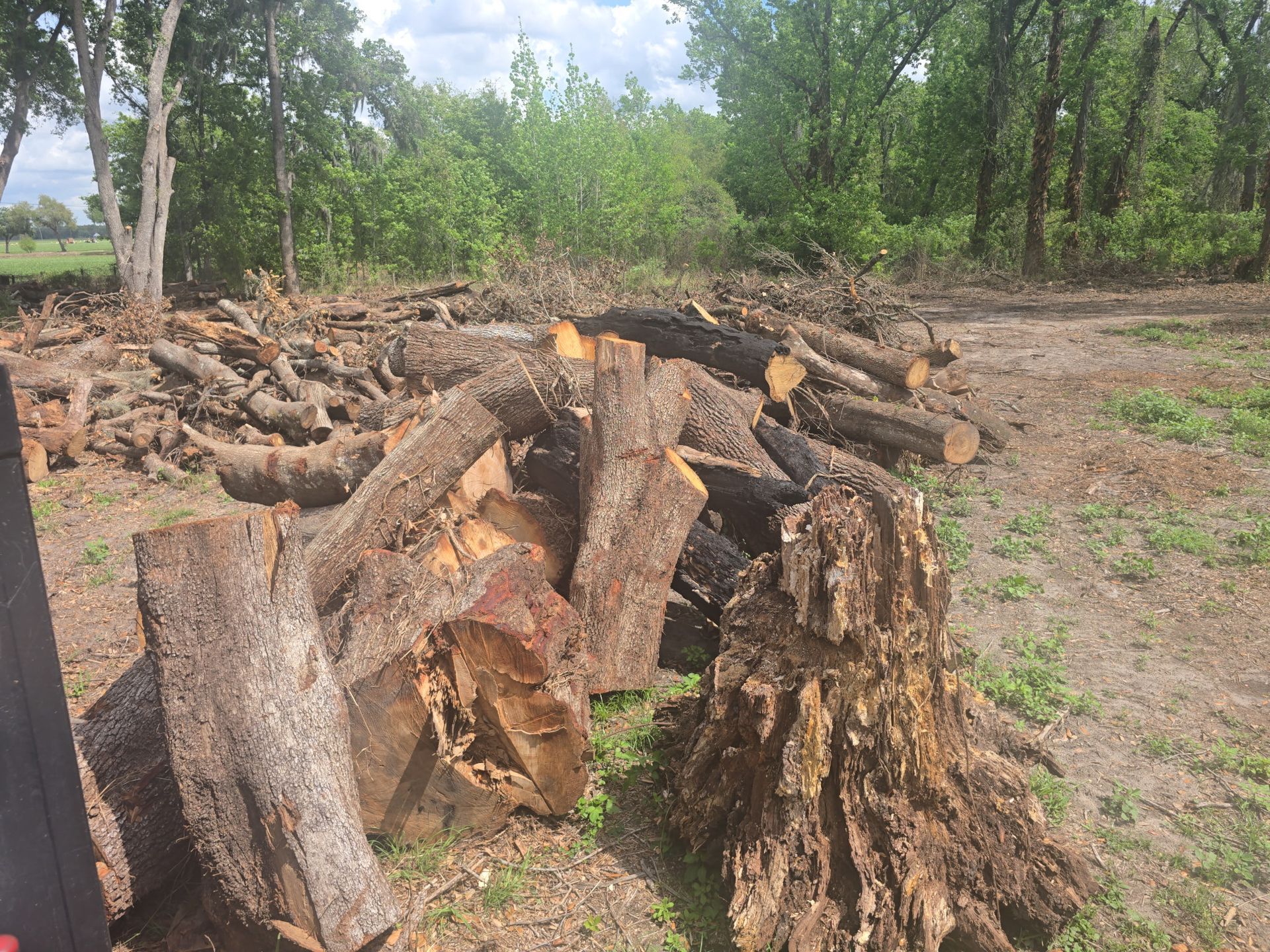 Grapple truck lifting cut tree logs and stumps during a cleanup project in Lakeland, Florida