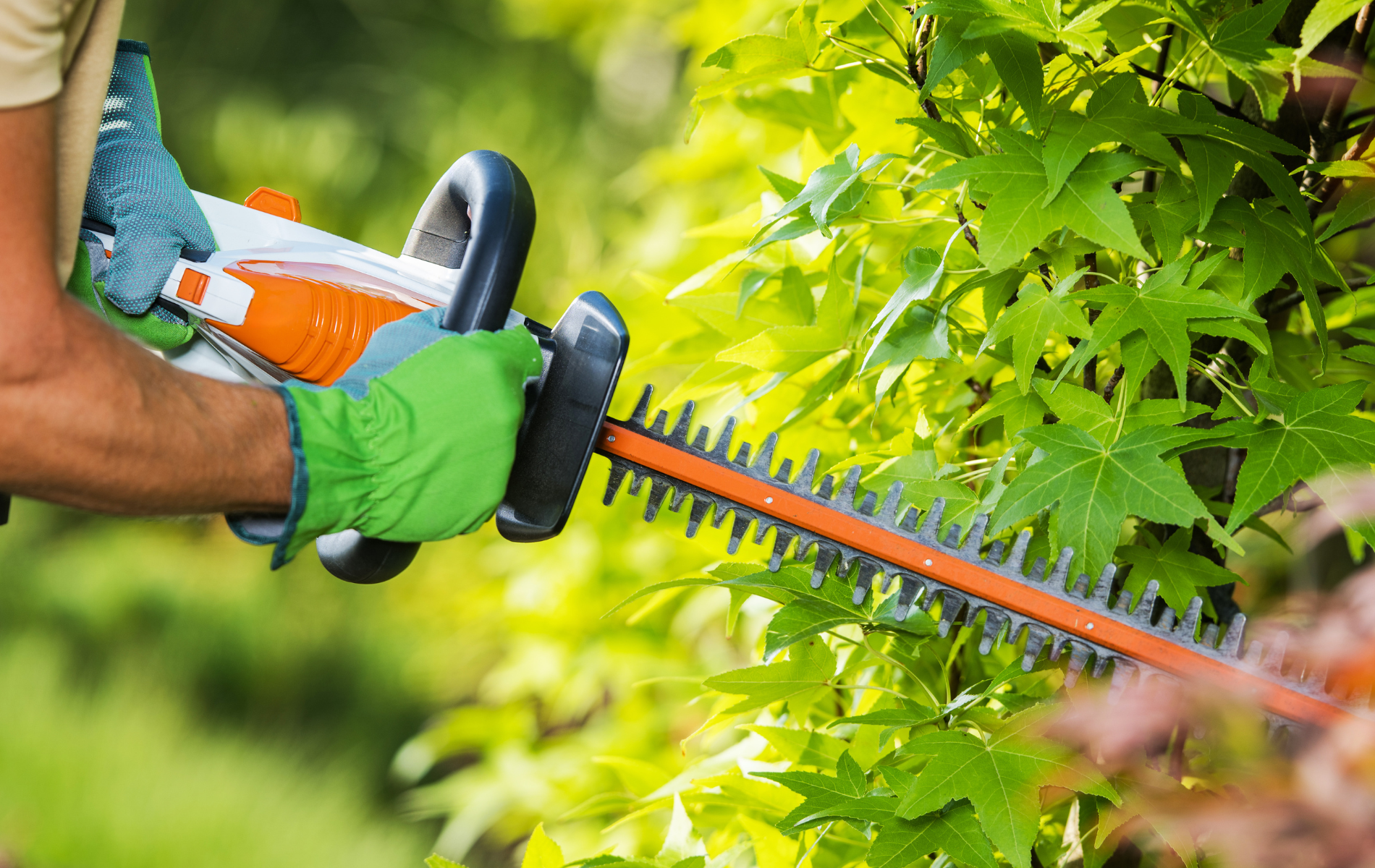 Person trimming a green hedge with an electric hedge trimmer.

