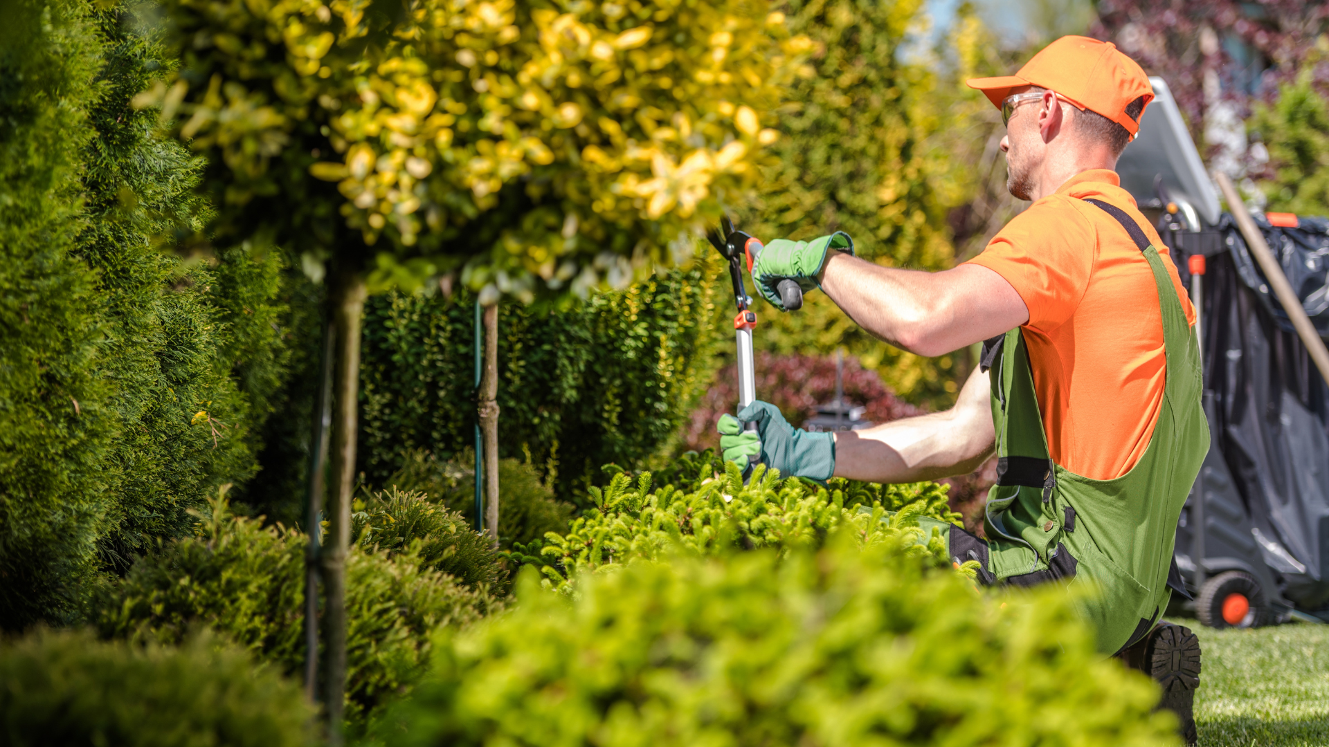 A person is using a hedge trimmer to trim a bush.