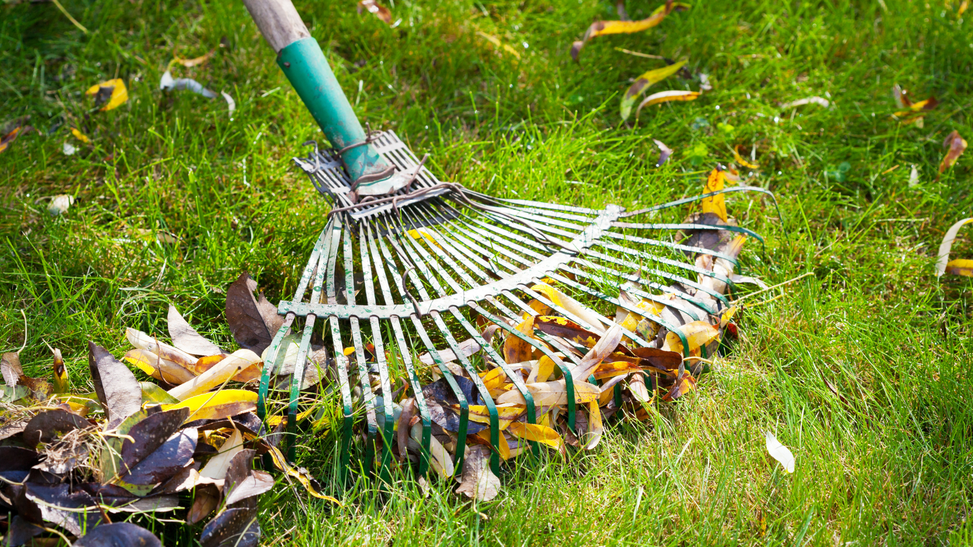 Rake gathering fallen leaves on green grass in an outdoor setting.