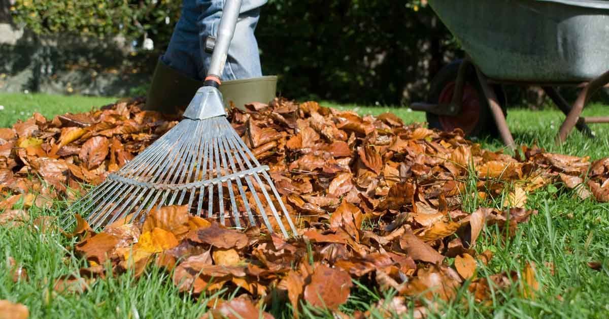 A person is raking leaves on a lush green lawn.
